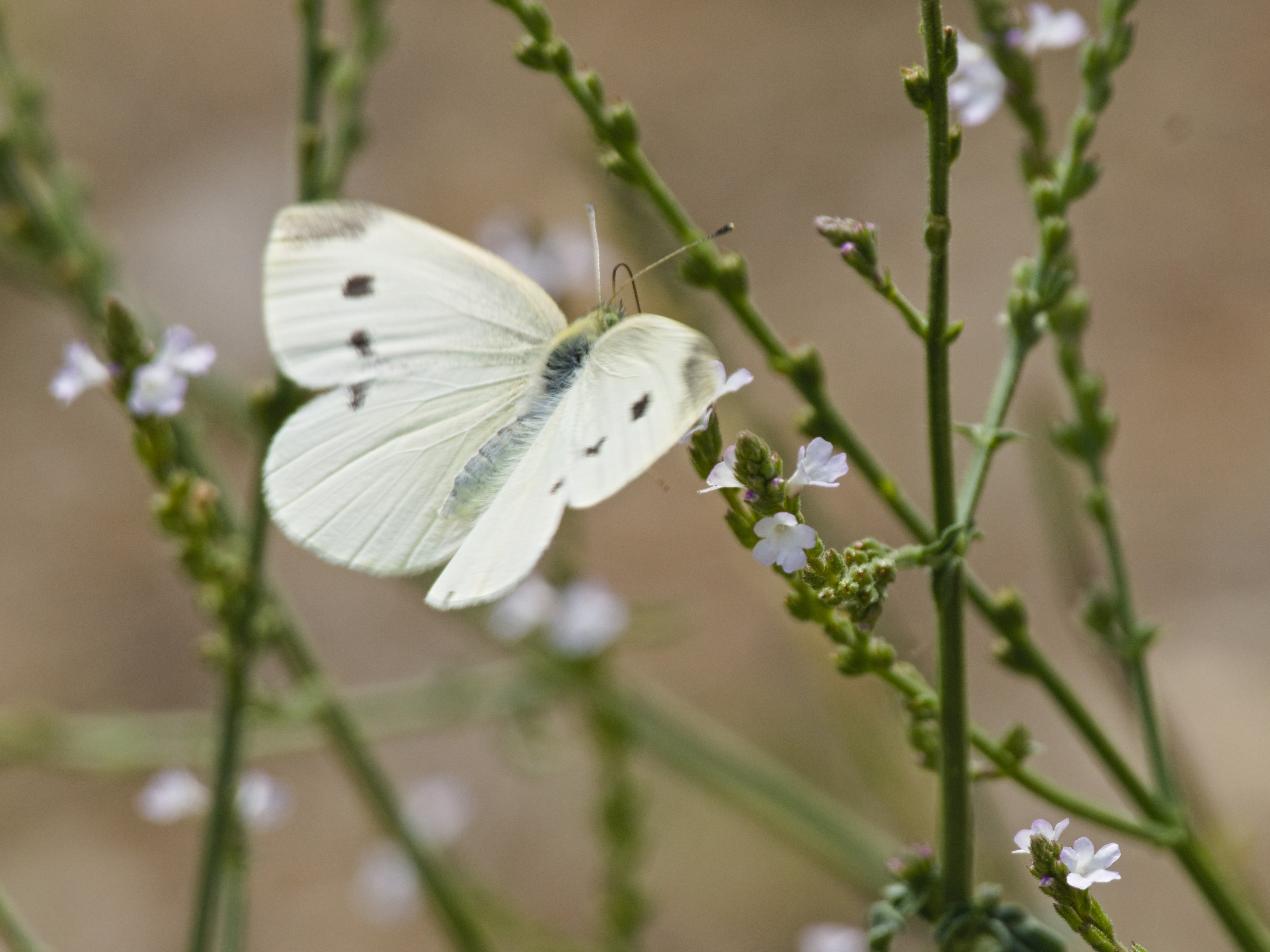 Ein weißer Kleiner Kohlweißling fliegt eine Blüte an. Auf den Flügeln sind 2 schwarze Punkte im Vorderflügel und einer am Flügelrand des Hinterflügels.