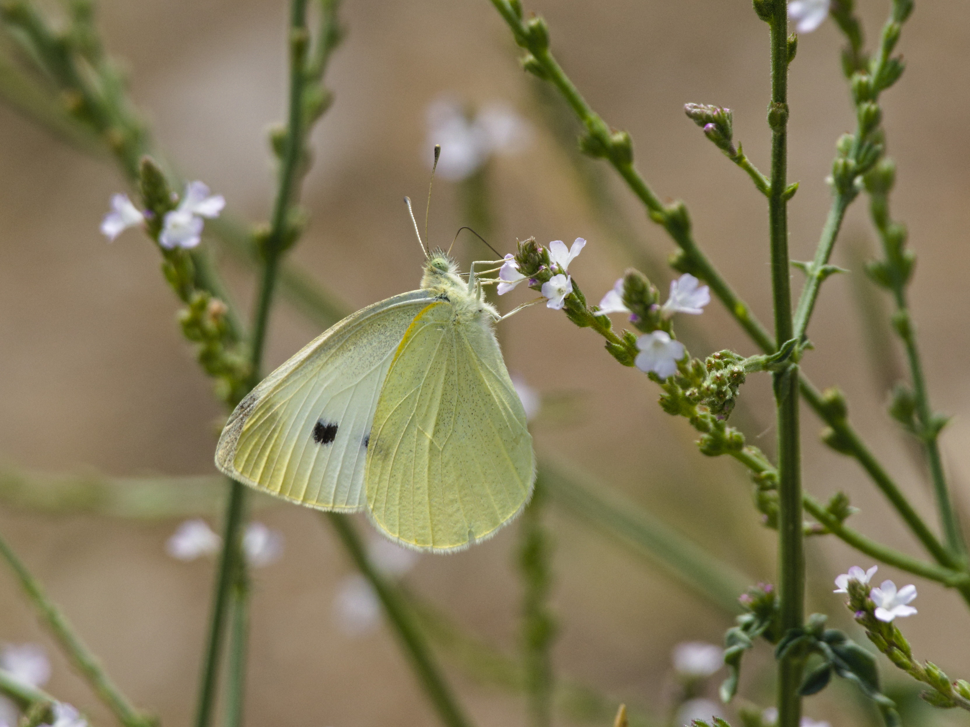 Ein Kleiner Kohlweißling sitzt mit geschlossenen Flügeln an einer kleinen weißen Blüte. Seine hinteren Aussenflügel sind gelb, die Vorderflügel haben eine gelbe Spitze und sind sonst weiß mit zwei schwarzen Punkten.