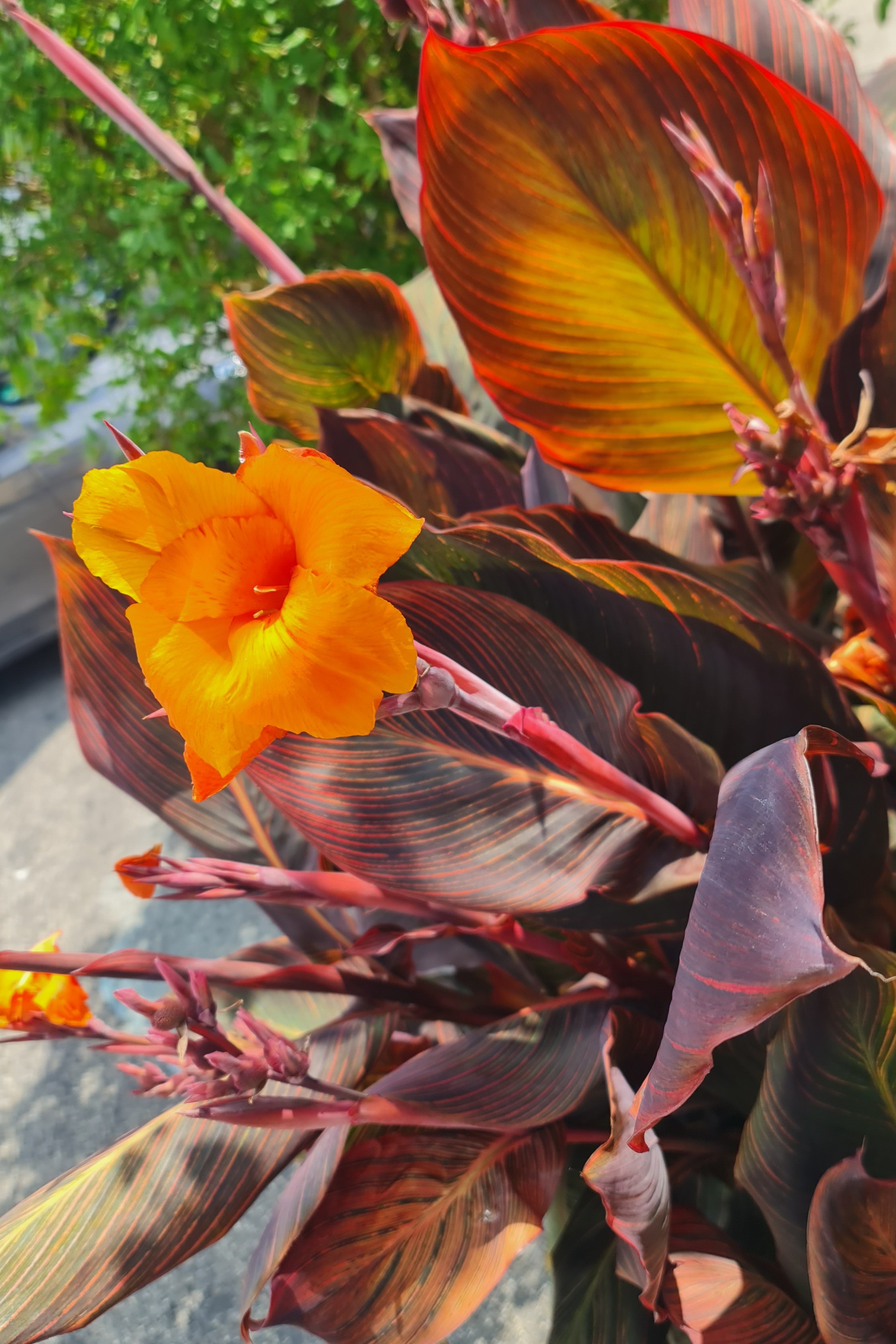 Eine orange blume mit grossen, orange, grün und rot gestreiften blättern, bildfüllend, Sonnenlicht leuchtet hindurch