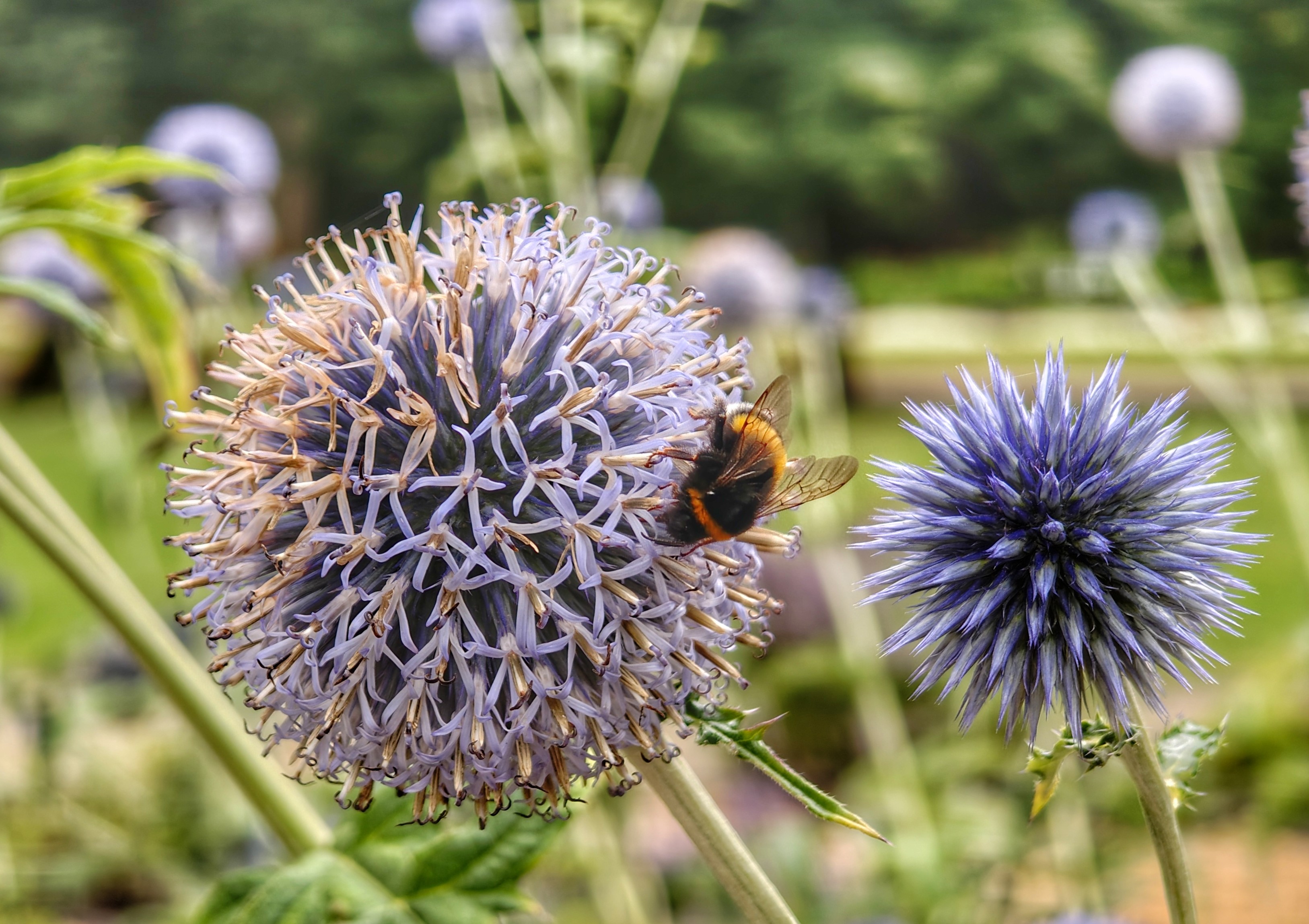 Eine blaue Kugeldistel mit einer Hummel darauf vor einem unscharfen Hintergrund mit weiteren Kugeldisteln und Bäumen.
