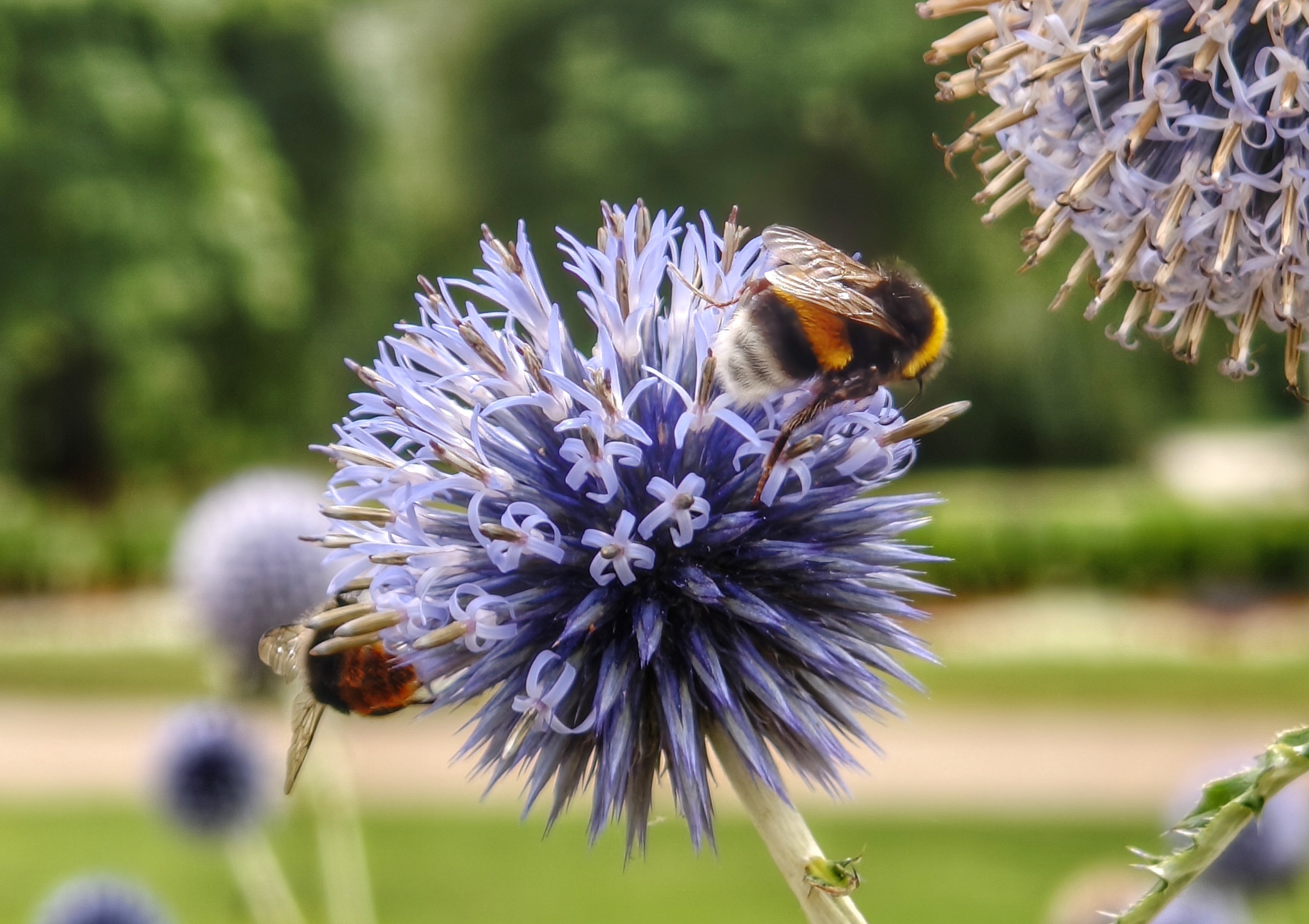 Eine blaue Kugeldistel mit zwei Hummeln. Im Hintergrund Wege und Bäume (unscharf).
