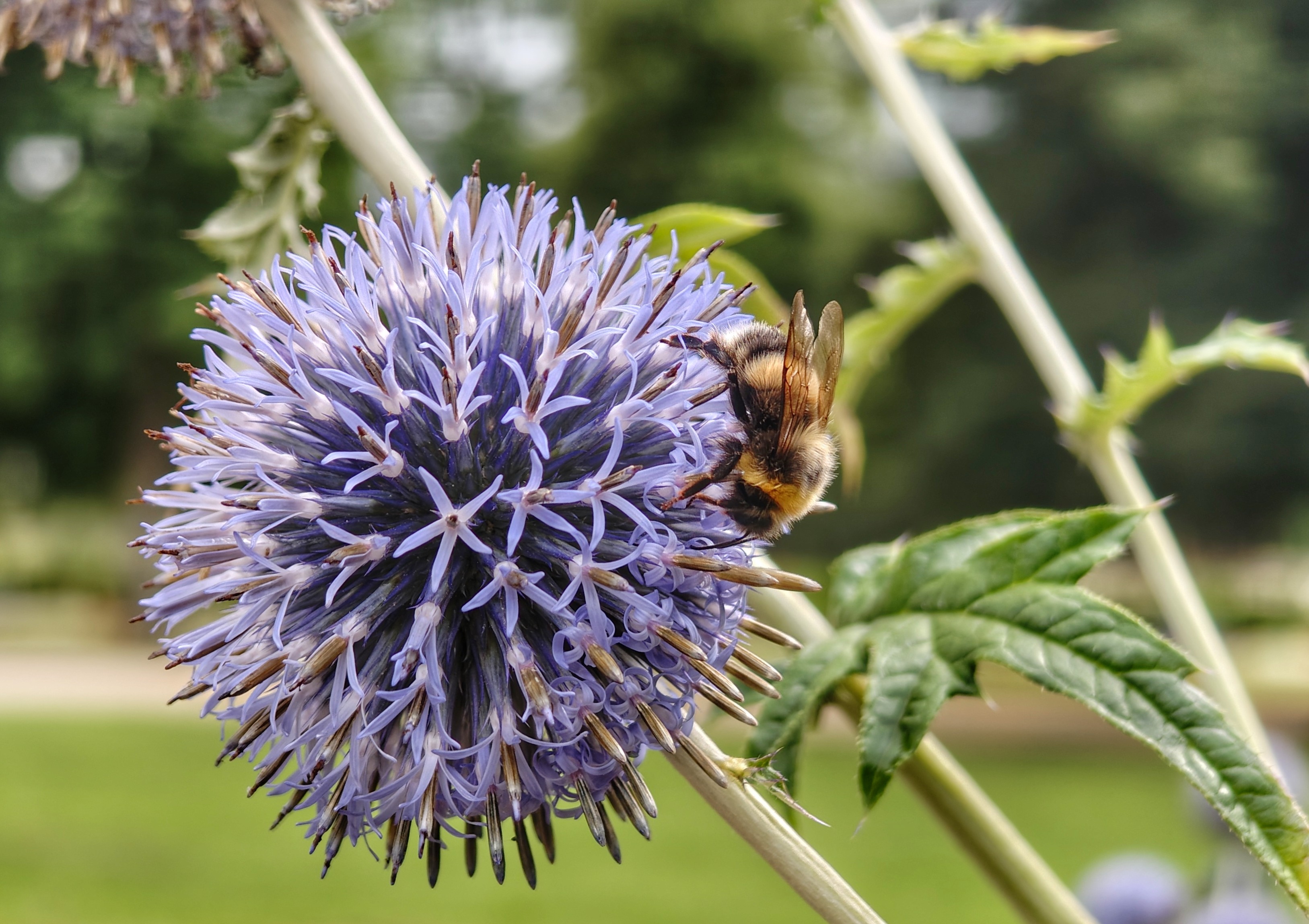 Eine blaue Kugeldistel mit einer Hummel vor einem unscharfen grünen Hintergrund.