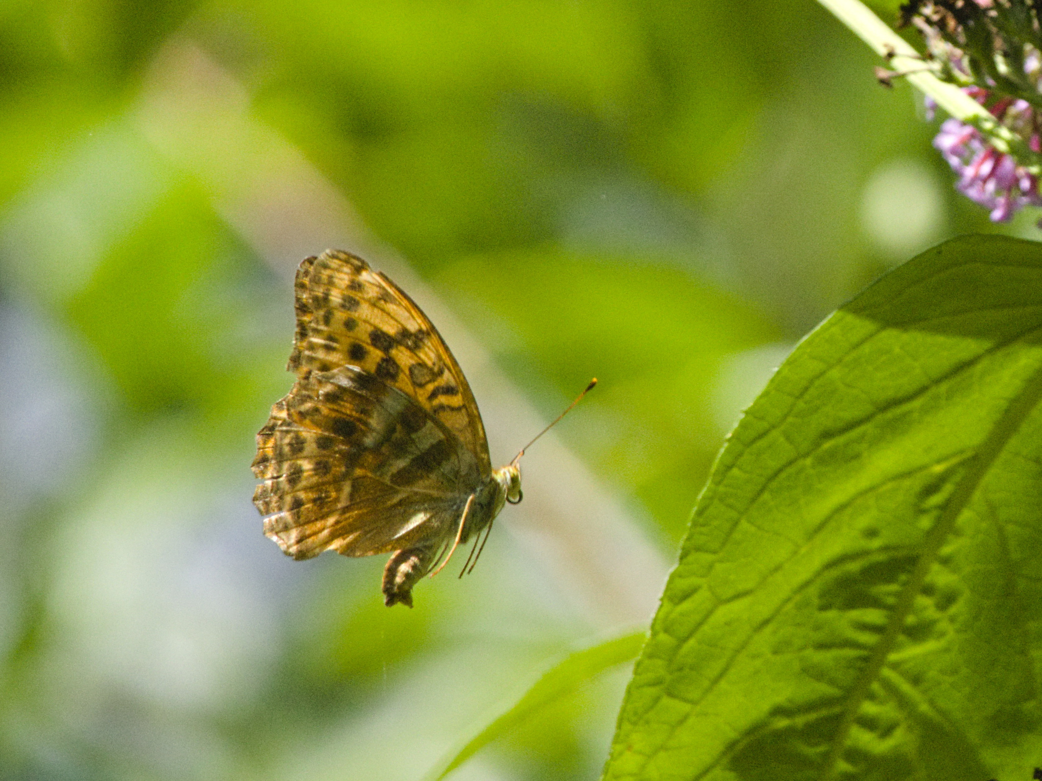 Ein ocker/oranger Schmetterling mit schwarzer Zeichnung auf den Flügeln ist fliegend in der Luft eingefroren mit geschlossenen Flügeln.
