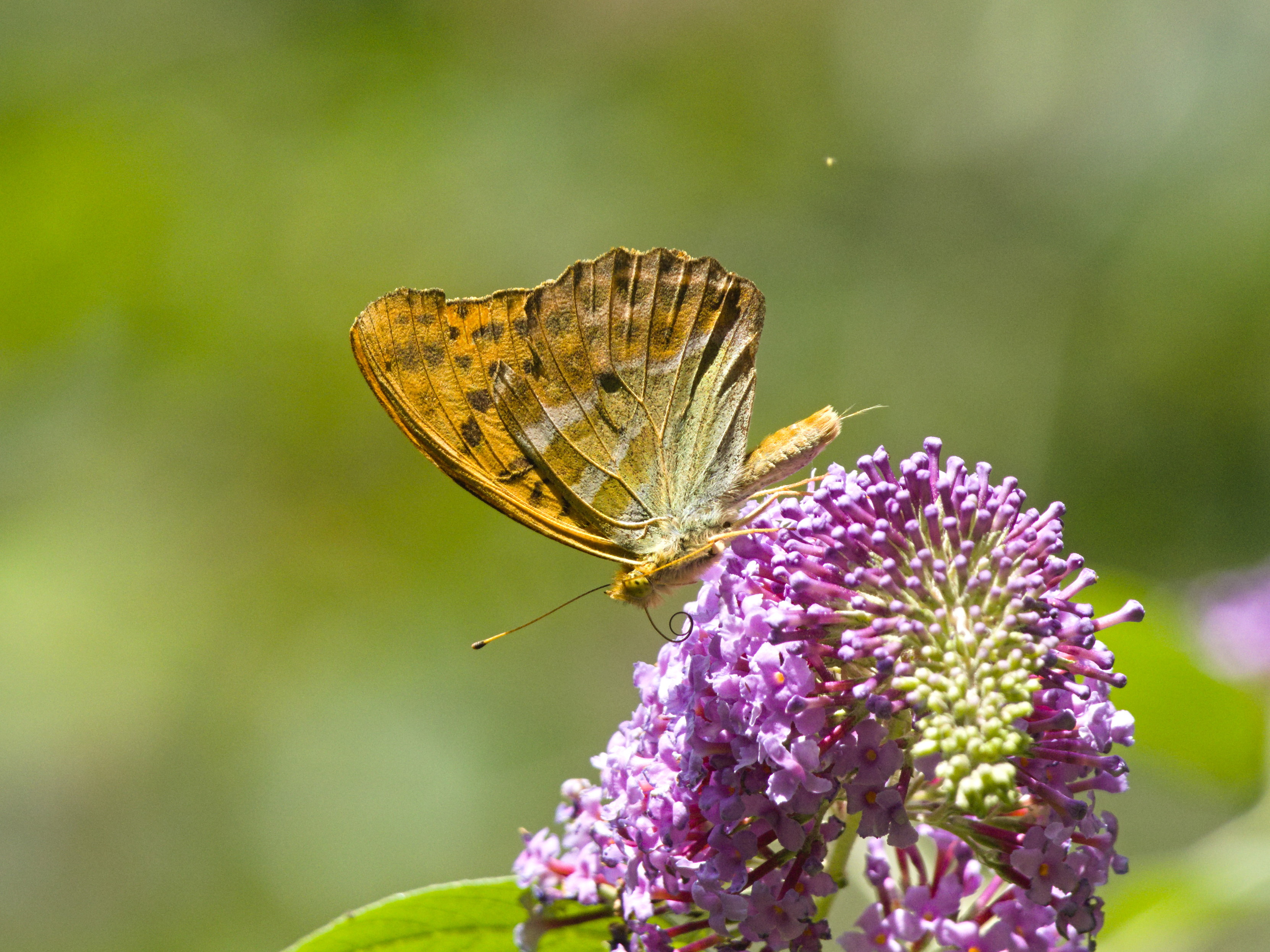 An pink blühendem Sommerflieder sitzt ein Schmetterling mit orange/ocker geschlossenen Flügeln. Die Hinterflügel sind weiß/grün/grau bestäubt, die Vorderflügel haben aussen eine schwache schwarze Zeichnung.