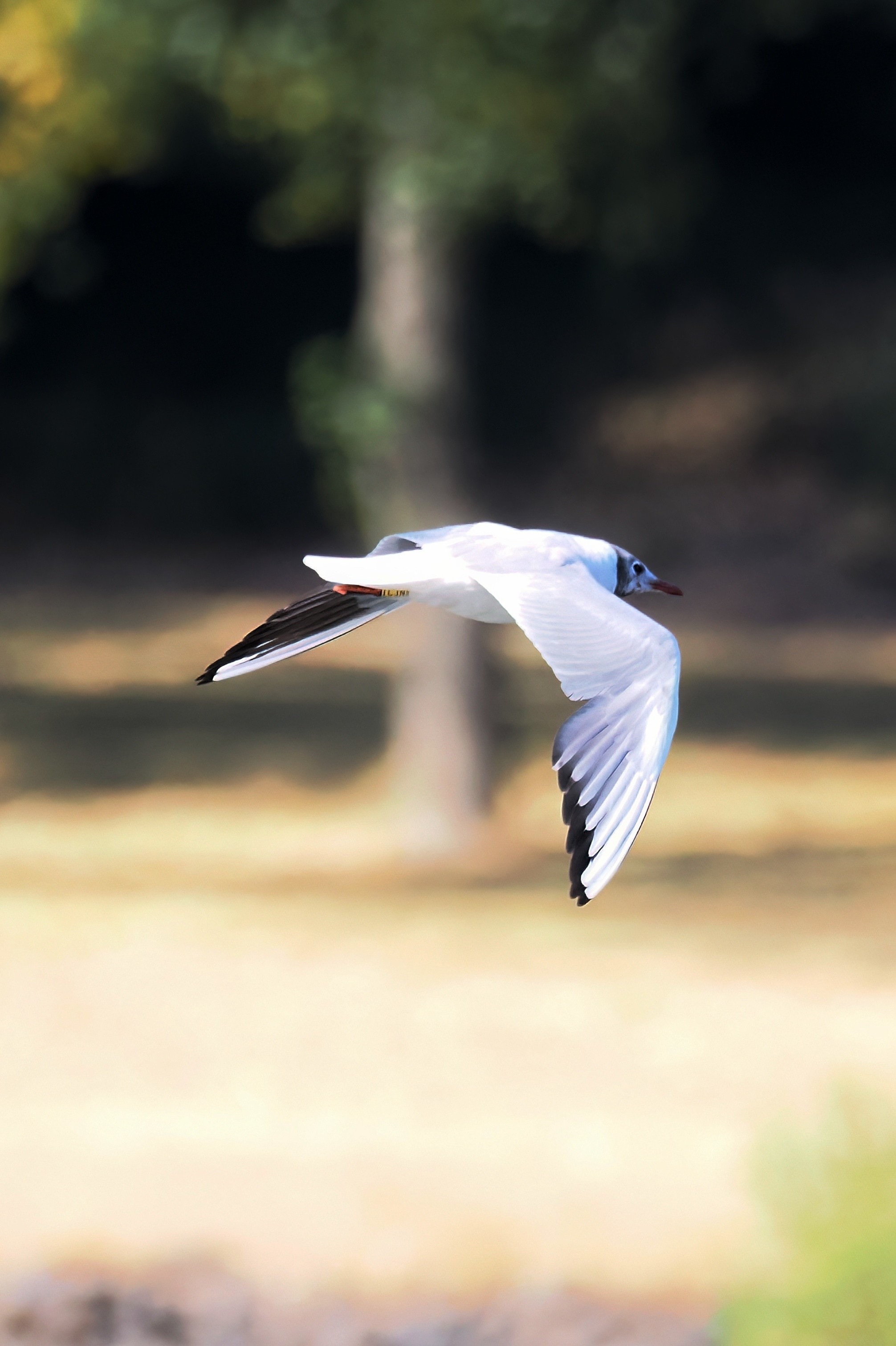 Lachmöwe im Flug mit herunter geschlagenen Flügeln. Im Hintergrund ein verschwommener Baum.