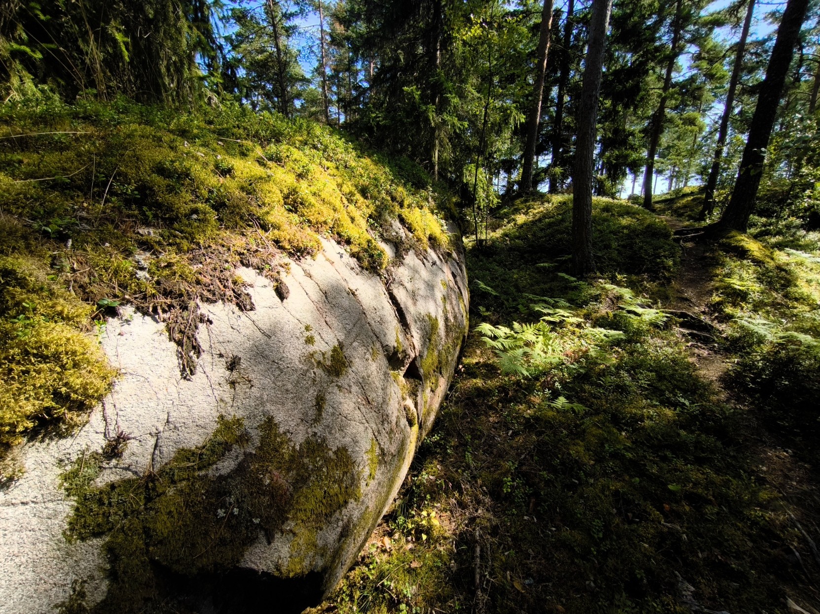 A close-up view of a large, light-colored rock partially covered in green moss on the left side of the frame. To the right, a forest floor features low-lying green foliage and patches of dappled sunlight. Tall, thin evergreen trees rise into the background under a blue sky. Sunlight filters through the canopy, creating sharp contrasts between bright highlights and deep shadows across the rock and ground.