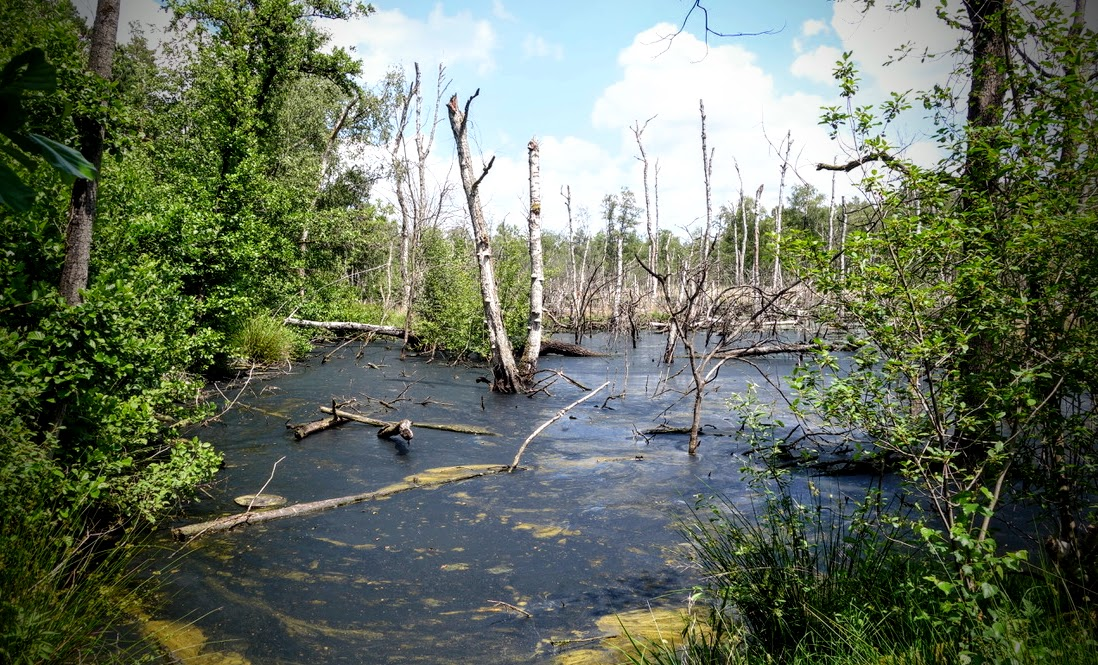 Ein sumpfiges Waldgebiet mit flachem, dunklem Wasser. Zahlreiche abgestorbene, kahle Baumstämme ragen aus dem Wasser, während am Ufer dichtes grünes Laub, Gräser und Schilf wachsen. Darüber ist blauer Himmel mit weißen Wolken zu sehen.