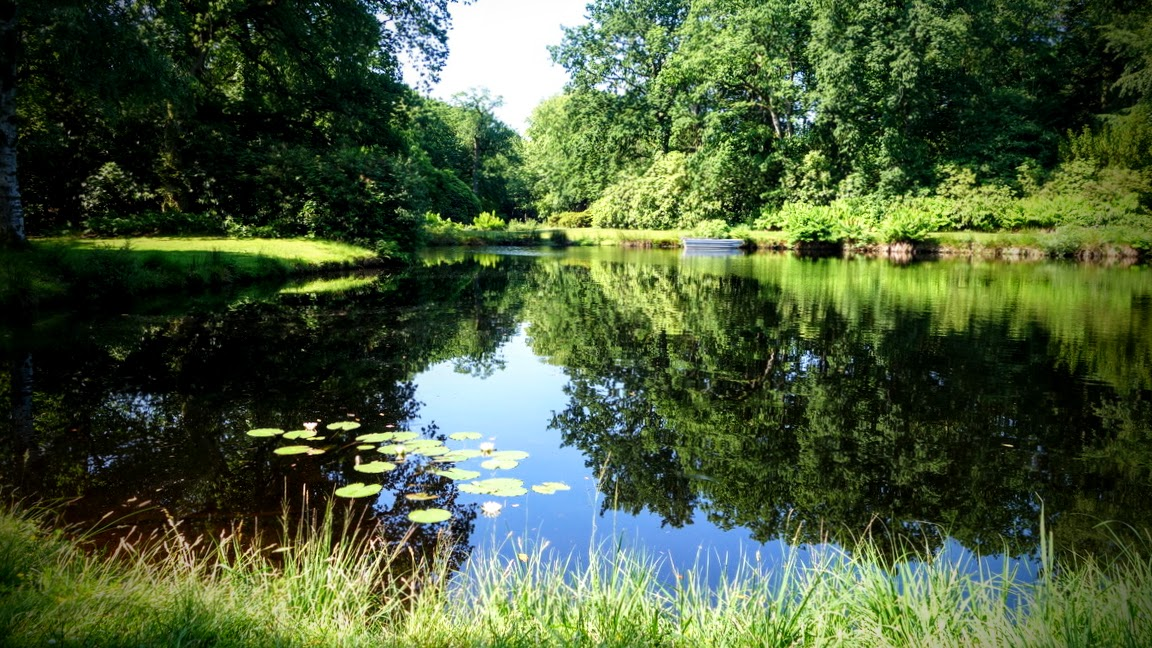 Ruhiger Teich in einem grünen Park an einem sonnigen Tag. Das Wasser spiegelt die dicht bewachsenen Bäume und den blauen Himmel. Im Vordergrund wachsen Gräser am Ufer, auf dem Wasser schwimmen Seerosen mit weißen Blüten. Am gegenüberliegenden Ufer steht ein kleines graues Ruderboot.
