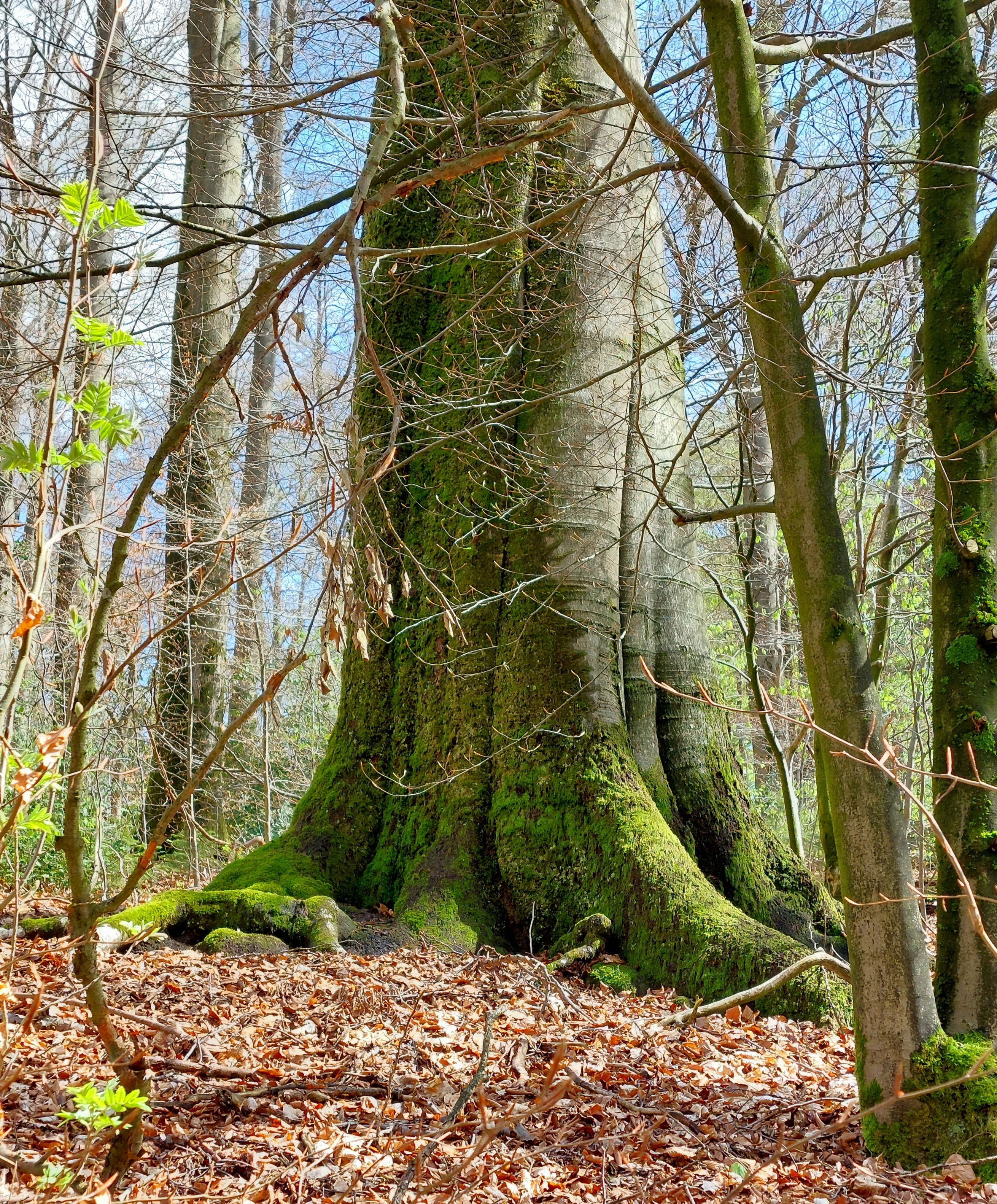 Bemooste Buche im Frühling. Dazu Sonnenschein, blauer Himmel darüber. Sie steht da "wie ein Baum".