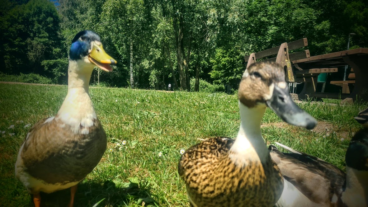 Zwei vorlaute Enten stehen im Vordergrund auf einer sonnigen Wiese sehr dicht vor dem Betrachter. Links eine braun-weiß gemusterte Ente mit gelbem Schnabel, rechts eine ähnlich gefärbte Ente mit dunklem Schnabel. Im Hintergrund sind Bäume, Büsche und eine hölzerne Sitzgruppe zu sehen.