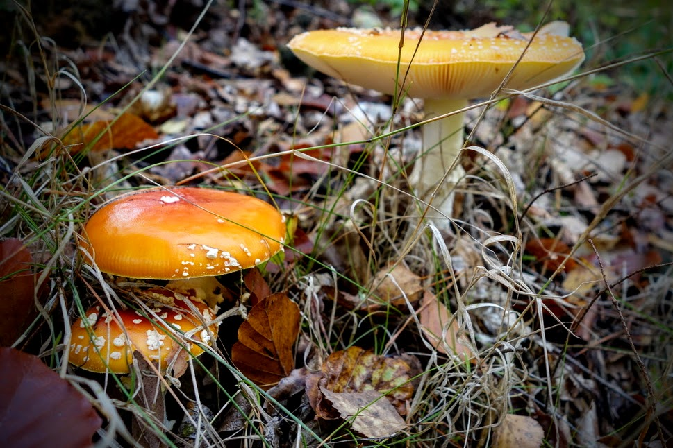 Mehrere orangefarbene Pilze mit weißen Flecken auf den Hüten wachsen zwischen trockenem Gras und Herbstlaub auf dem Waldboden. Ein größerer Pilz steht etwas weiter hinten.