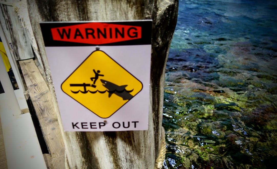Nahaufnahme eines Warnschilds an einem verwitterten Holzpfosten neben klarem, flachem Wasser. Oben steht in roter Schrift ‚WARNING‘, darunter zeigt ein gelbes Warnsymbol eine Person, die von einem Hai im Wasser angegriffen wird. Am unteren Rand steht ‚KEEP OUT‘. Rechts im Bild ist das steinige, teilweise algenbewachsene Gewässer zu sehen.