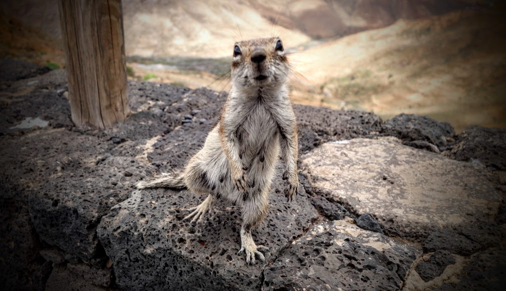 Ein kleines, graubraun-weißes Erdhörnchen steht aufrecht auf dunklen, porösen Lavasteinen. Es schaut direkt in die Kamera und hält die Vorderpfoten vor der Brust. Sein langer Schwanz liegt seitlich auf den Steinen. Im Hintergrund sind weitere Felsen, sandiger Boden und ein Holzpfosten zu sehen.