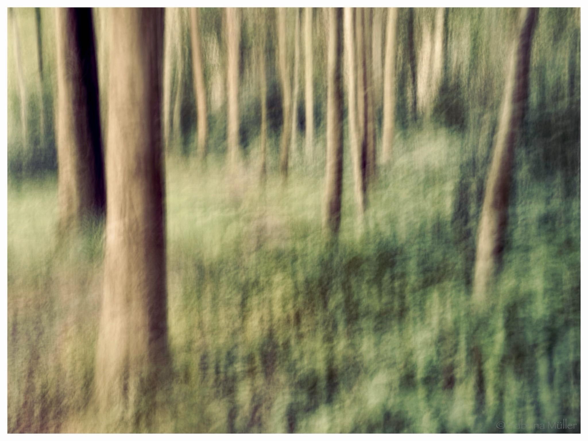 A blurred forest scene featuring tall trees amidst green foliage. The image conveys a dreamy and abstract quality.