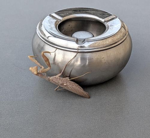 Eine große, braune Gottesanbeterin an einem silbernen, runden Aschenbecher auf einer grauen Tischplatte.